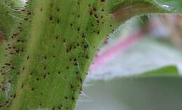 Imagem de Oenothera glazioviana M. Micheli