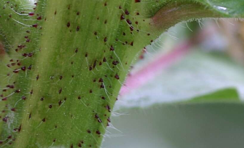 Image of redsepal evening primrose