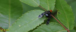 Image of Prosthiochaeta bifasciata Hara 1987