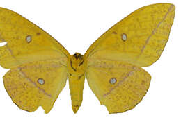 Image of Eacles masoni Schaus 1896