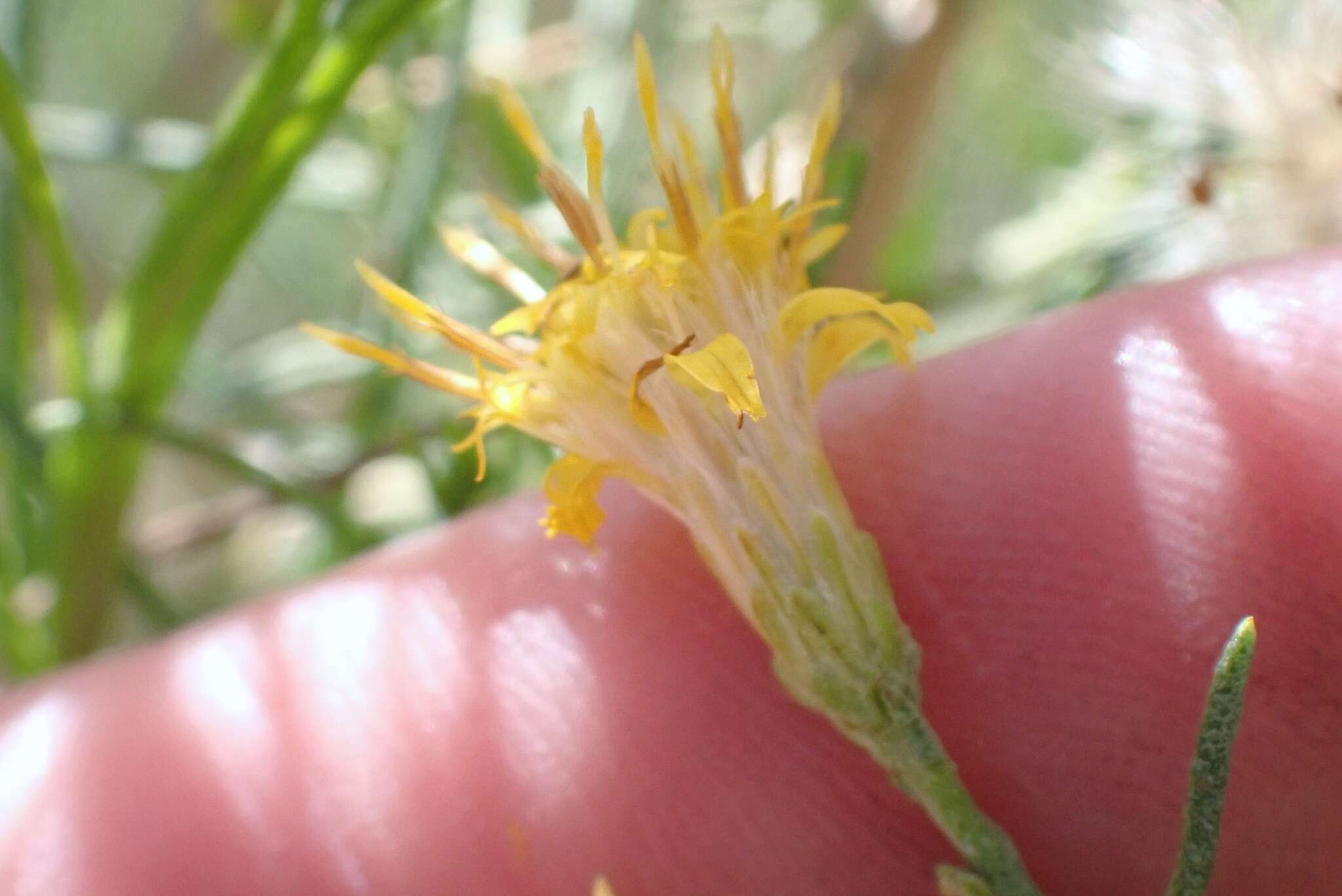 Image of Ericameria palmeri var. palmeri