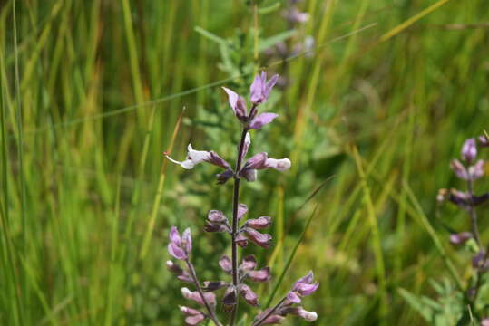 Image of Syncolostemon stenophyllus (Gürke) D. F. Otieno