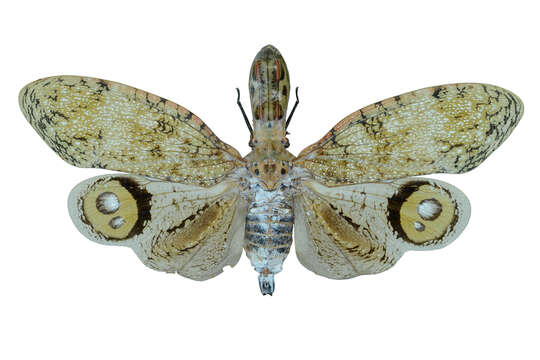 Image of Lantern Fly