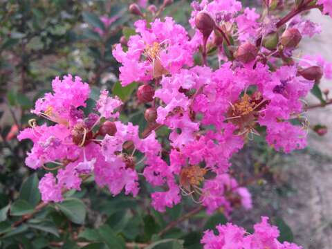 Image of Crape myrtle