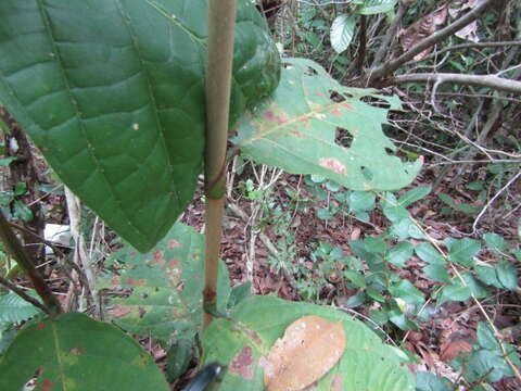 Coccoloba mollis Casar. resmi