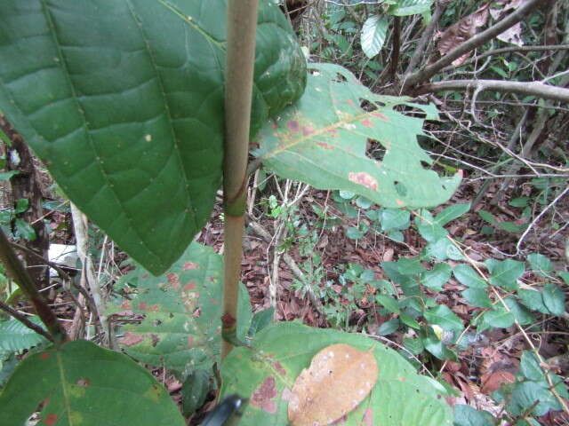 Coccoloba mollis Casar. resmi