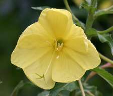 Imagem de Oenothera glazioviana M. Micheli