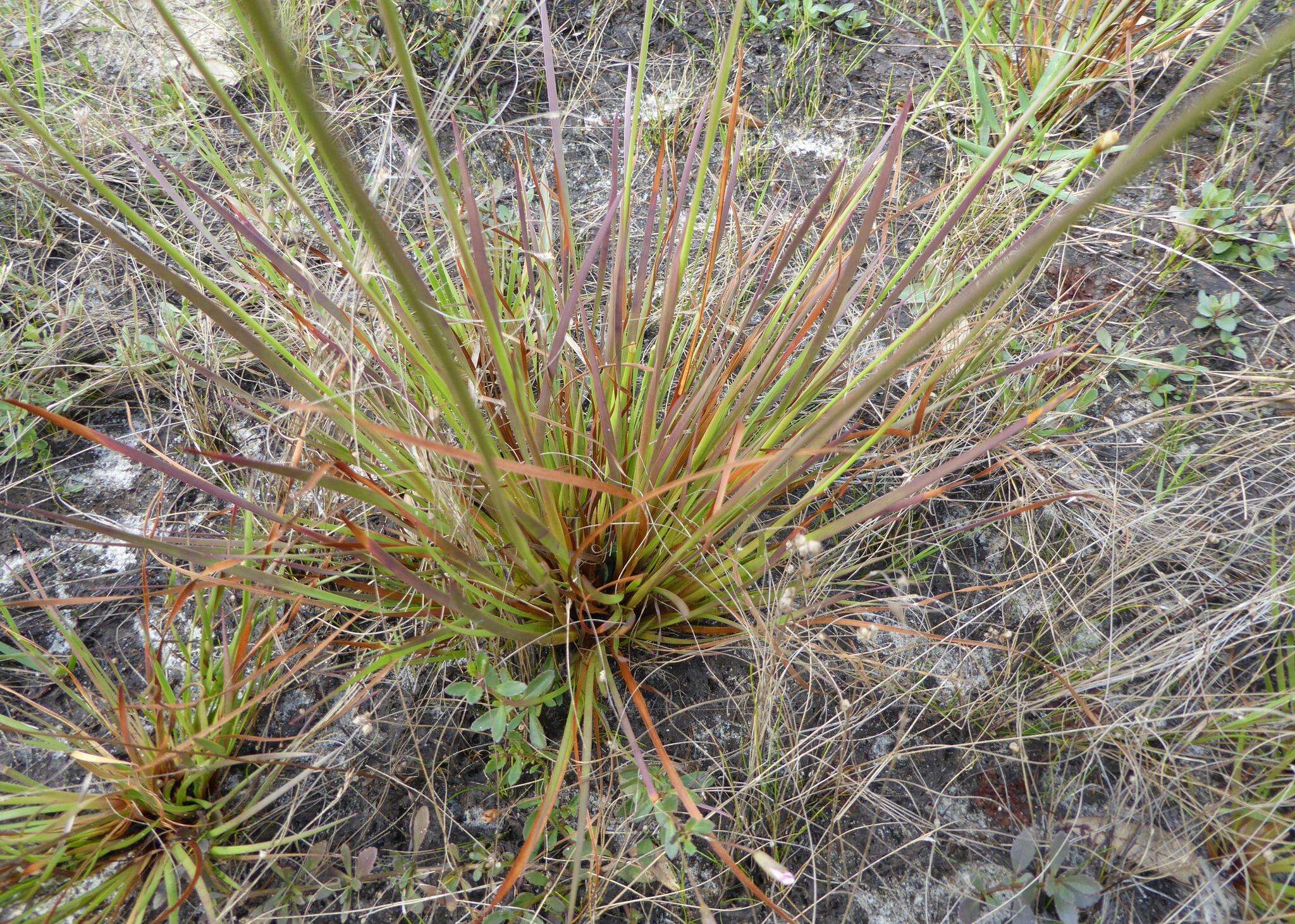 Image of Elliott's Yellow-Eyed-Grass