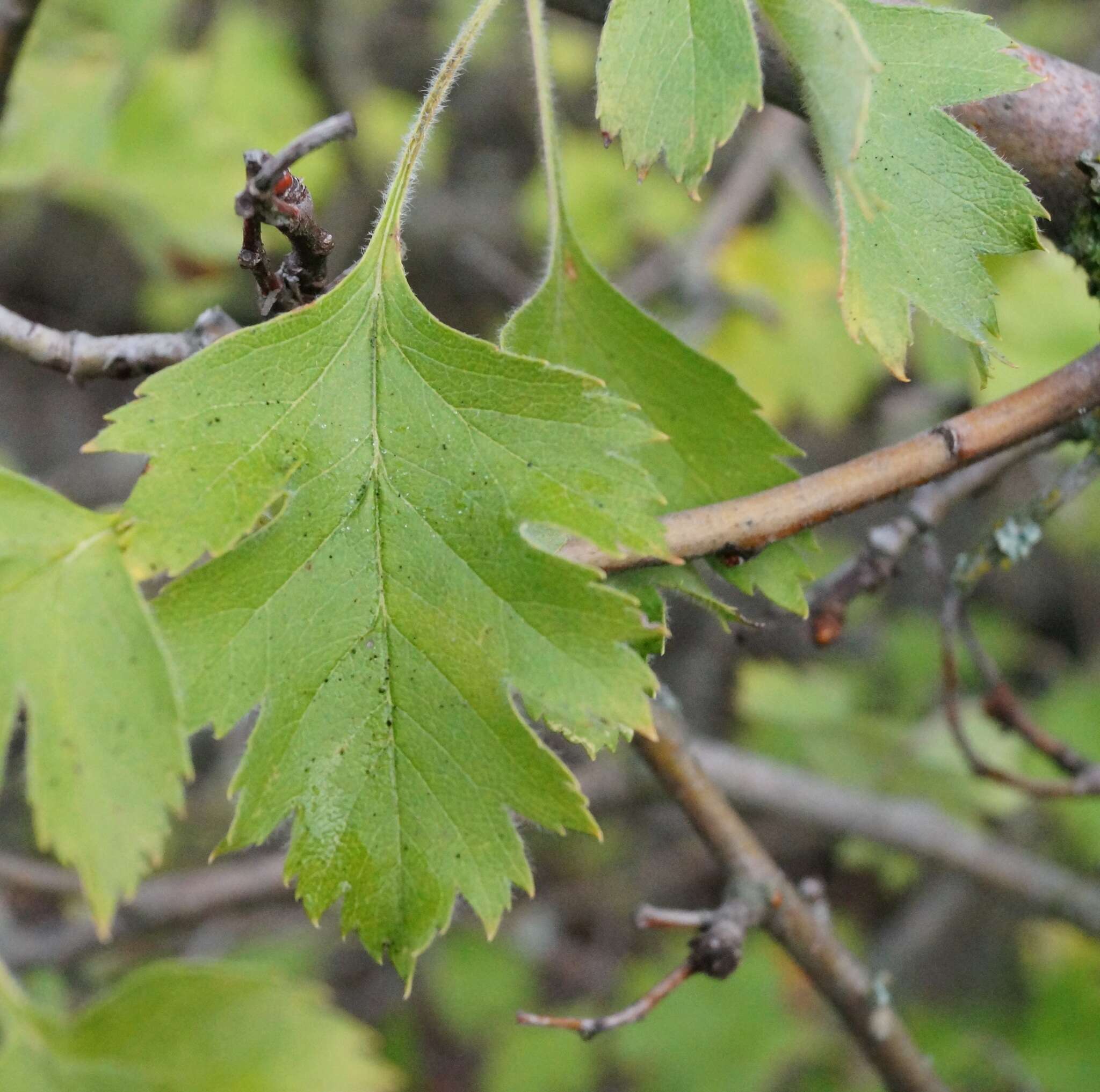 Image of Crataegus sphaenophylla Pojark.