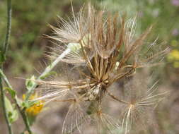 Sivun Tragopogon ucrainicus Artemczuk kuva