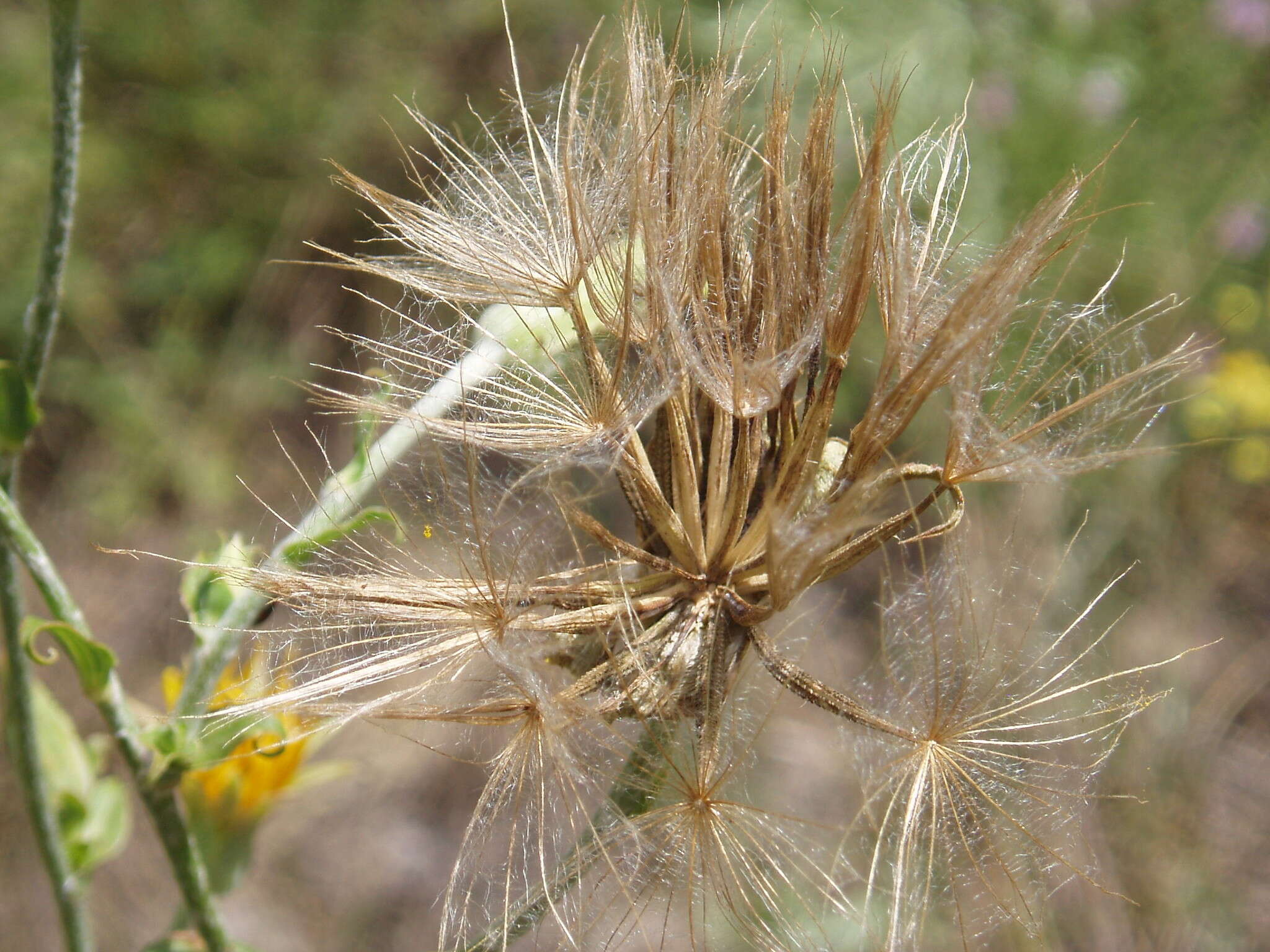 Sivun Tragopogon ucrainicus Artemczuk kuva