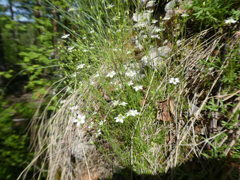 Imagem de Sabulina uralensis (Clerc) Dillenb. & Kadereit