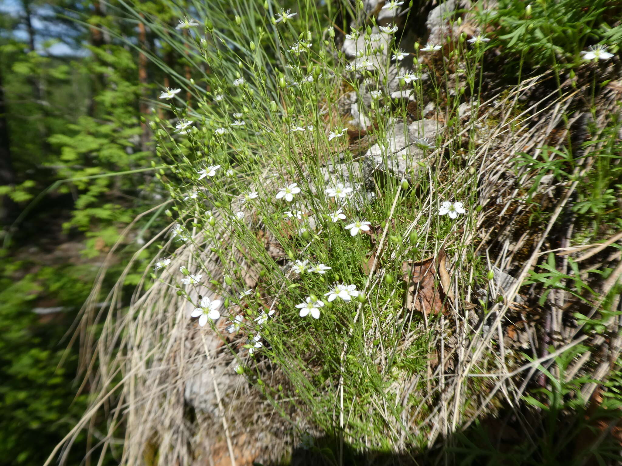 Image of Sabulina uralensis (Clerc) Dillenb. & Kadereit