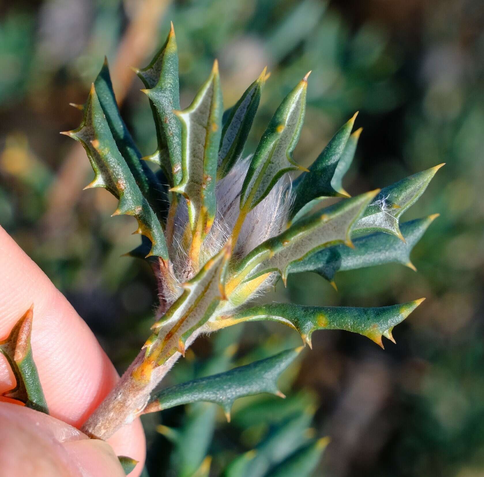 Image of Banksia carlinoides (Meissn.) A. R. Mast & K. R. Thiele