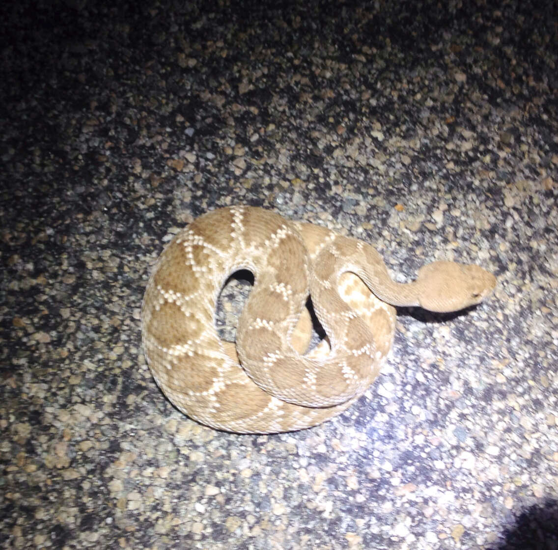 Image of Red Diamond Rattlesnake