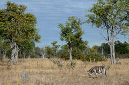 Image of zebra