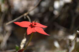 Слика од Euphorbia strigosa Hook. & Arn.