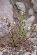 Imagem de Pedicularis racemosa subsp. alba Pennell