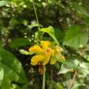 Plancia ëd Mandevilla subsagittata (Ruiz & Pav.) R. E. Woodson