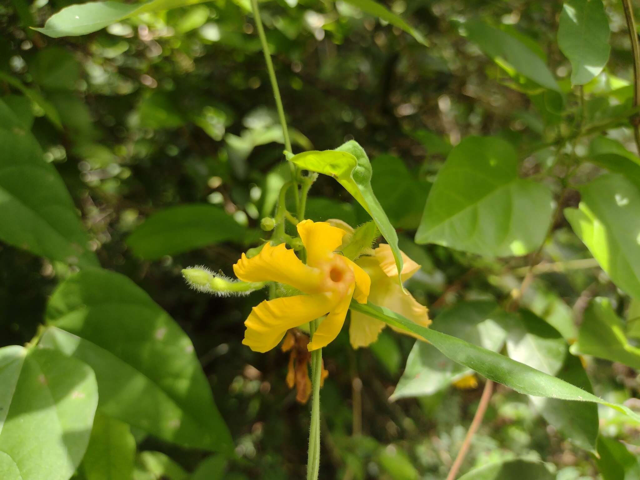 Image of Mandevilla subsagittata (Ruiz & Pav.) R. E. Woodson