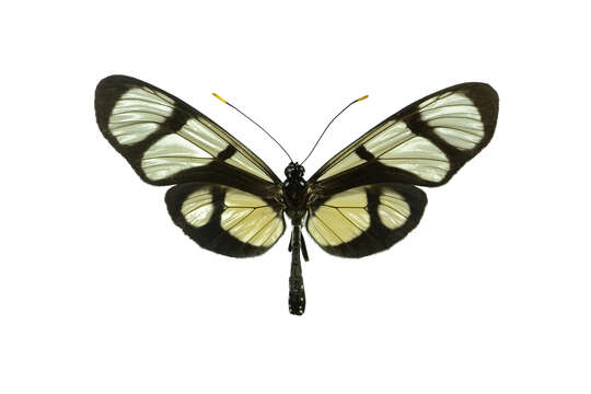 Image of Methona confusa Butler 1873