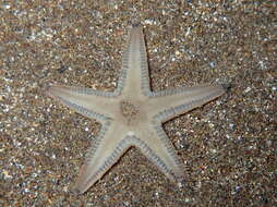 Image of Astropecten jonstoni (Delle Chiaje 1827)