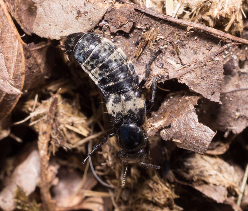 Image of Hairy Rove Beetle