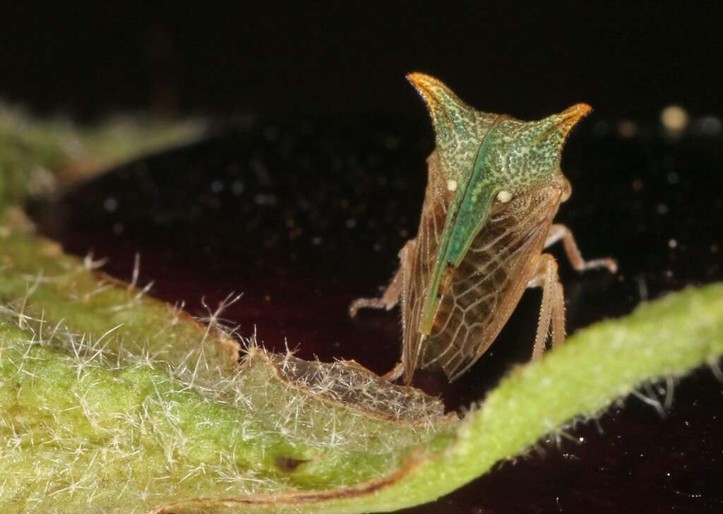 Image of Alosextius carinatus Funkhouser 1927