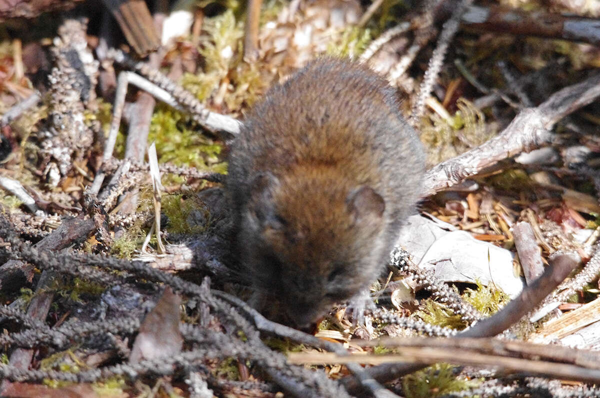 Image of Revillagigedo Island Red-backed Vole