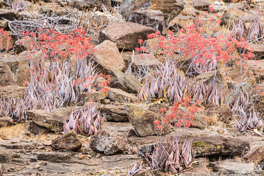 Image of Aloe chabaudii var. chabaudii