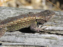 Image of Anahuacan Bunchgrass Lizard