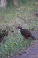 Image of Andean Guan