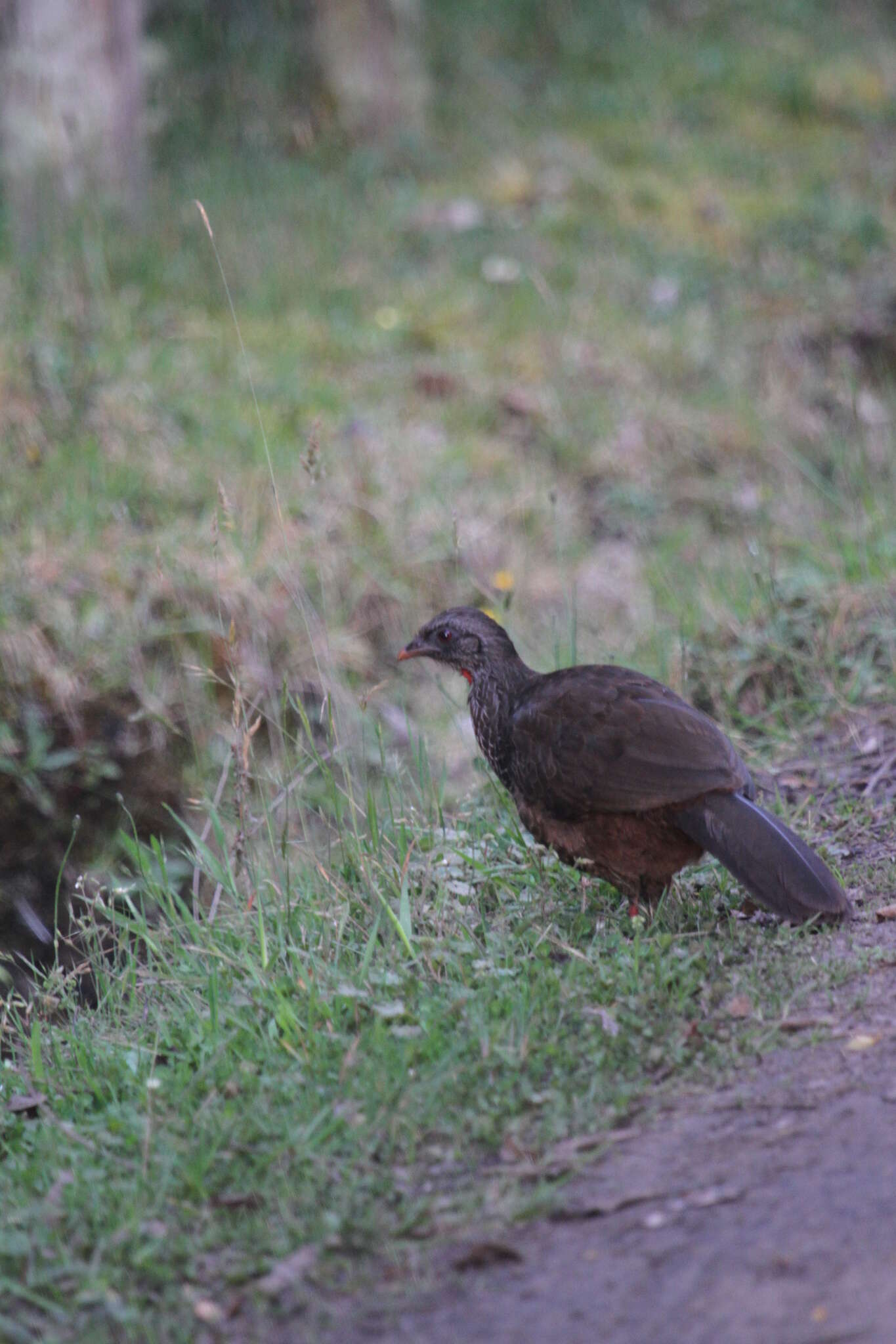 Image of Andean Guan