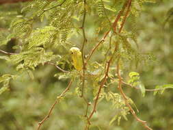 Image of Sudan Golden Sparrow