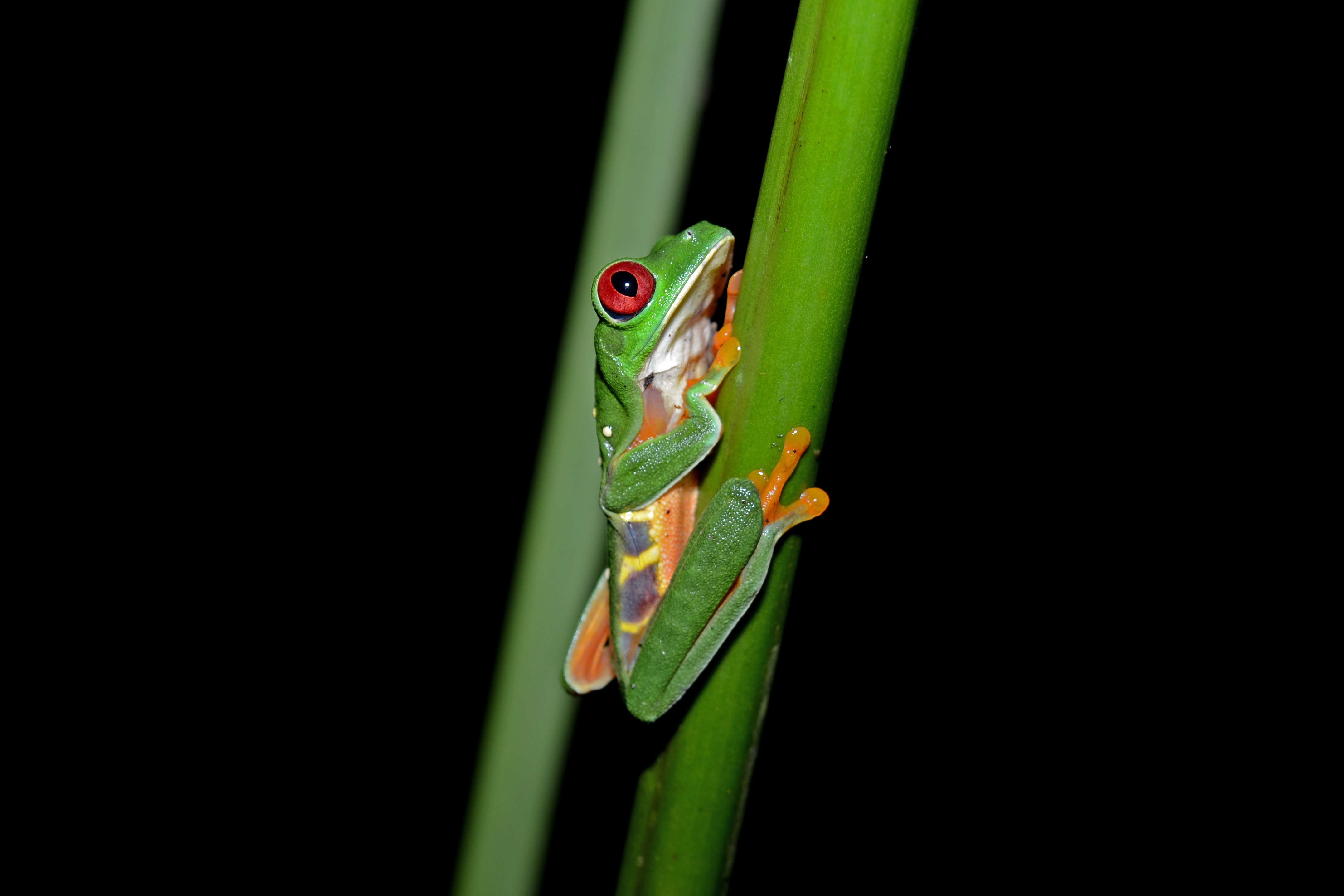 Imagem de Agalychnis callidryas (Cope 1862)