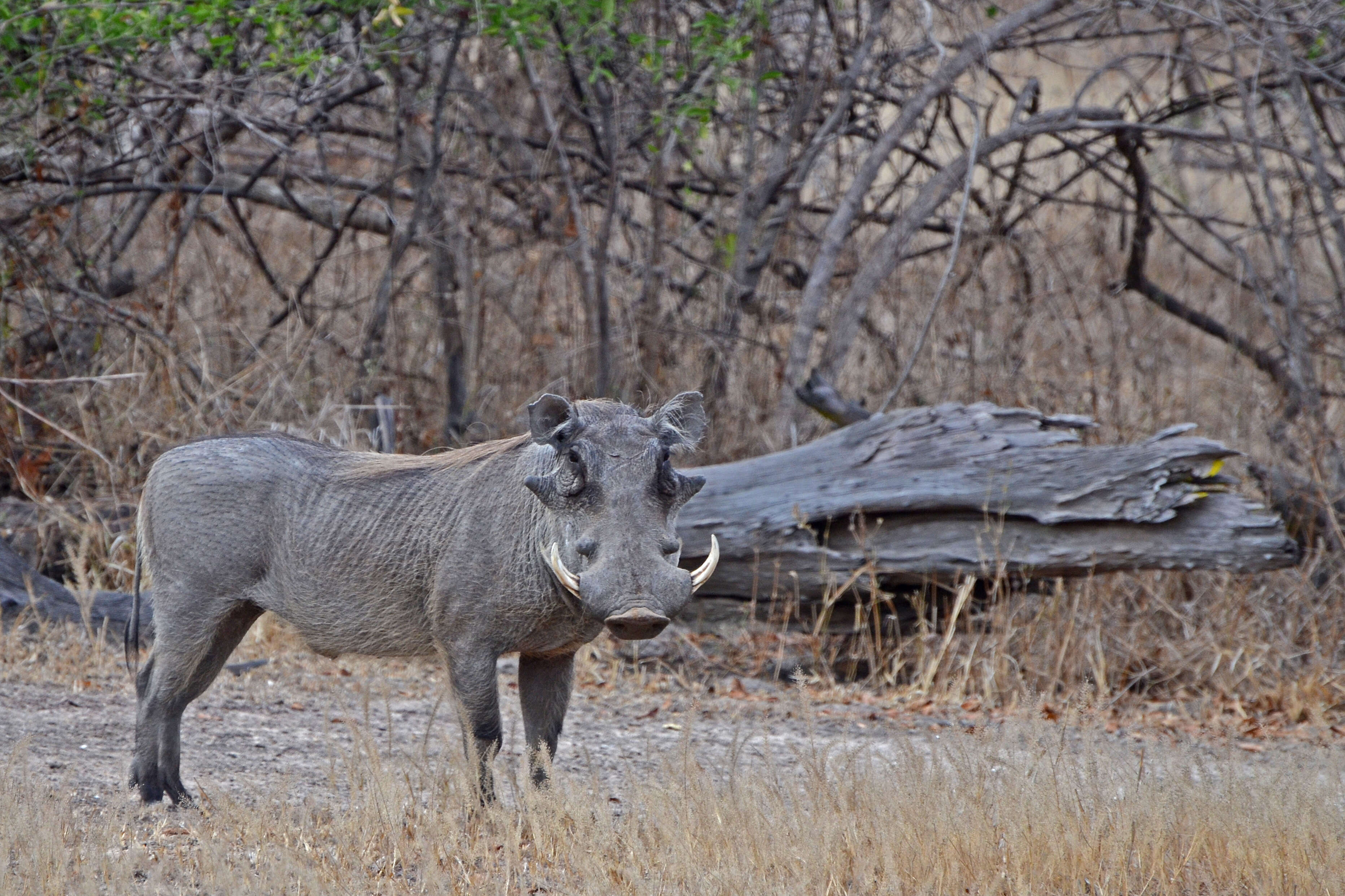 Image of Phacochoerini