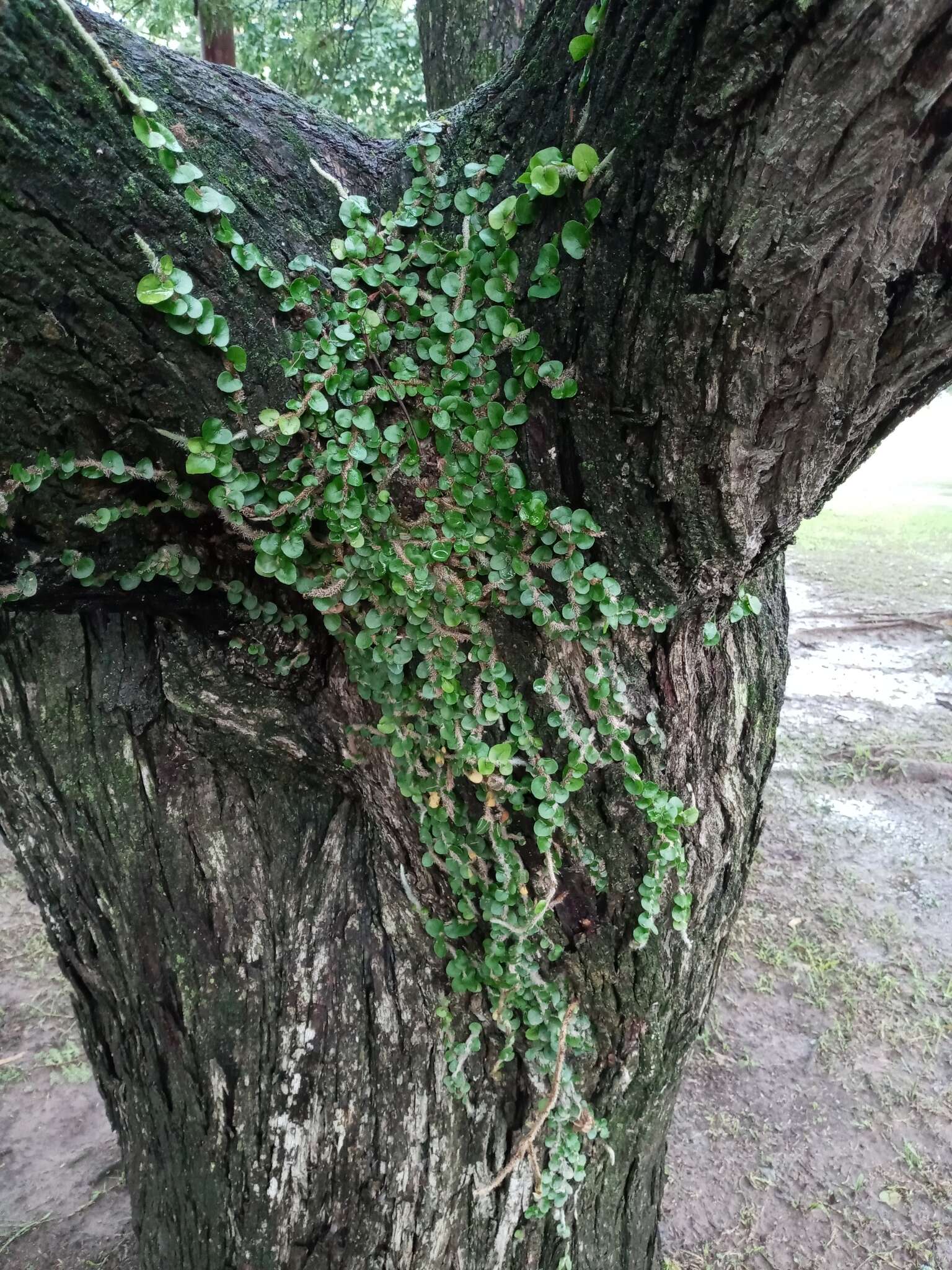 Image of Microgramma vaccinifolia (Langsd. & Fisch.) Copel.