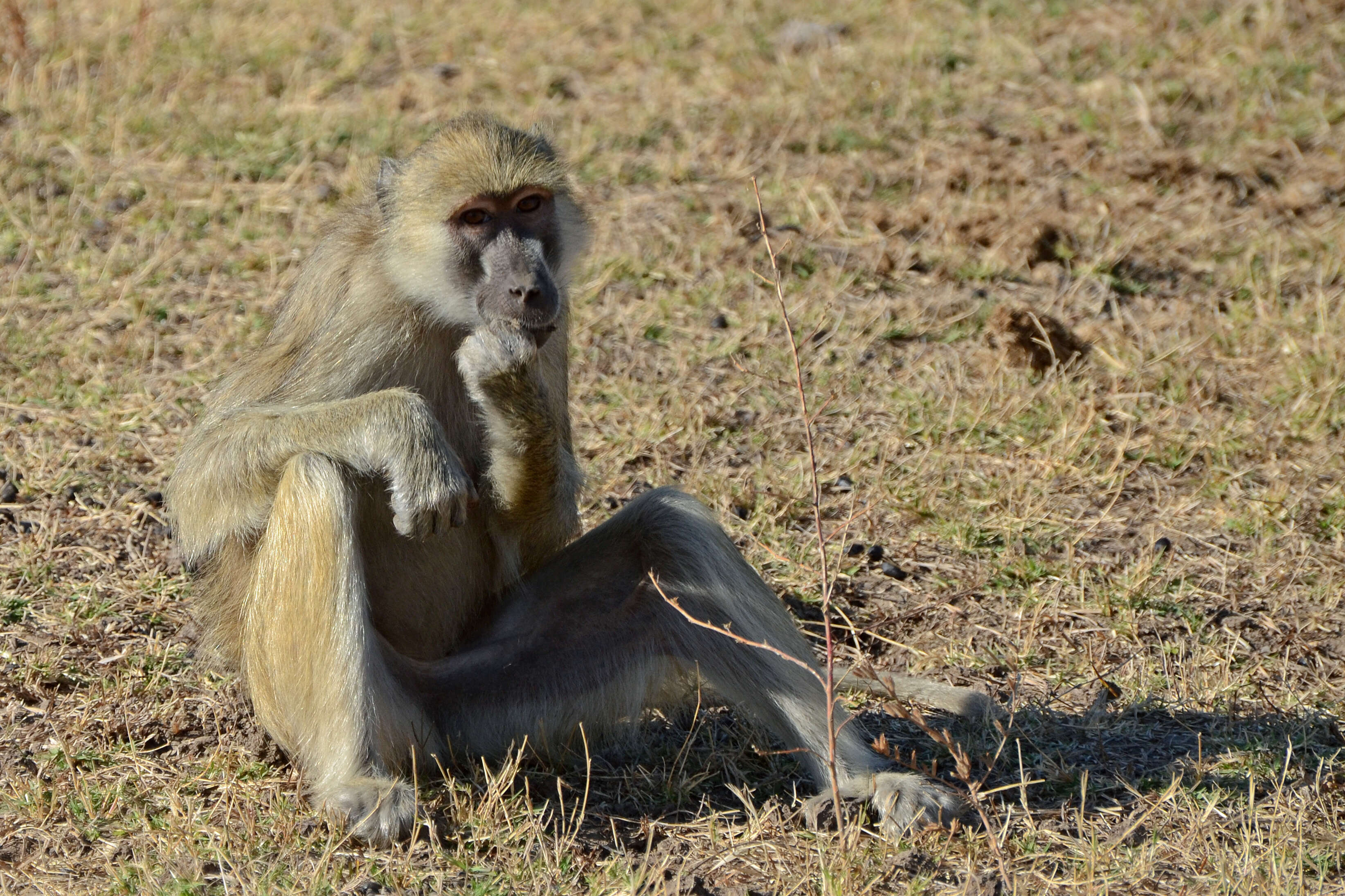 Image of Yellow Baboon