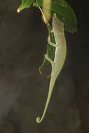 Image of Fork-nosed Chameleon