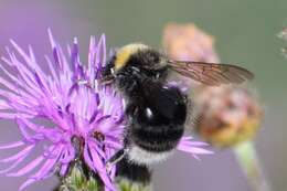 صورة Bombus occidentalis occidentalis Greene 1858