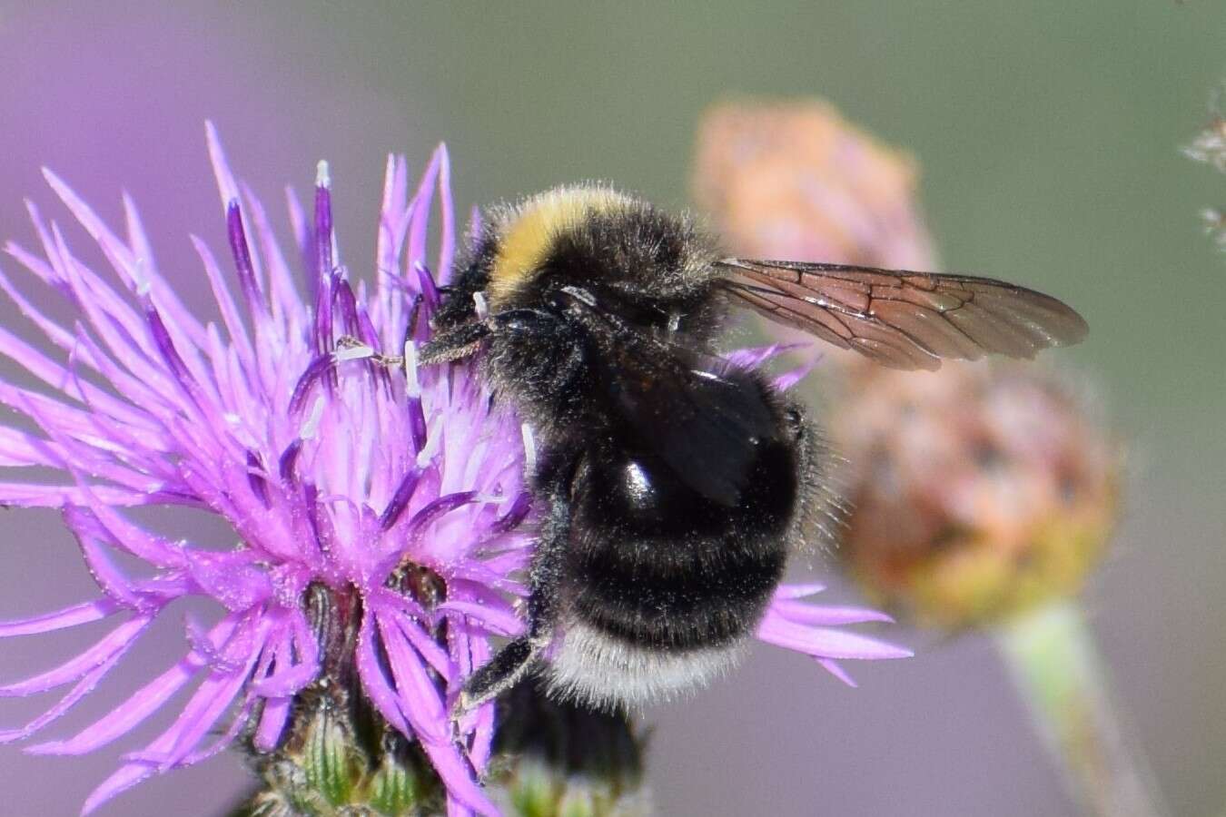 صورة Bombus occidentalis occidentalis Greene 1858