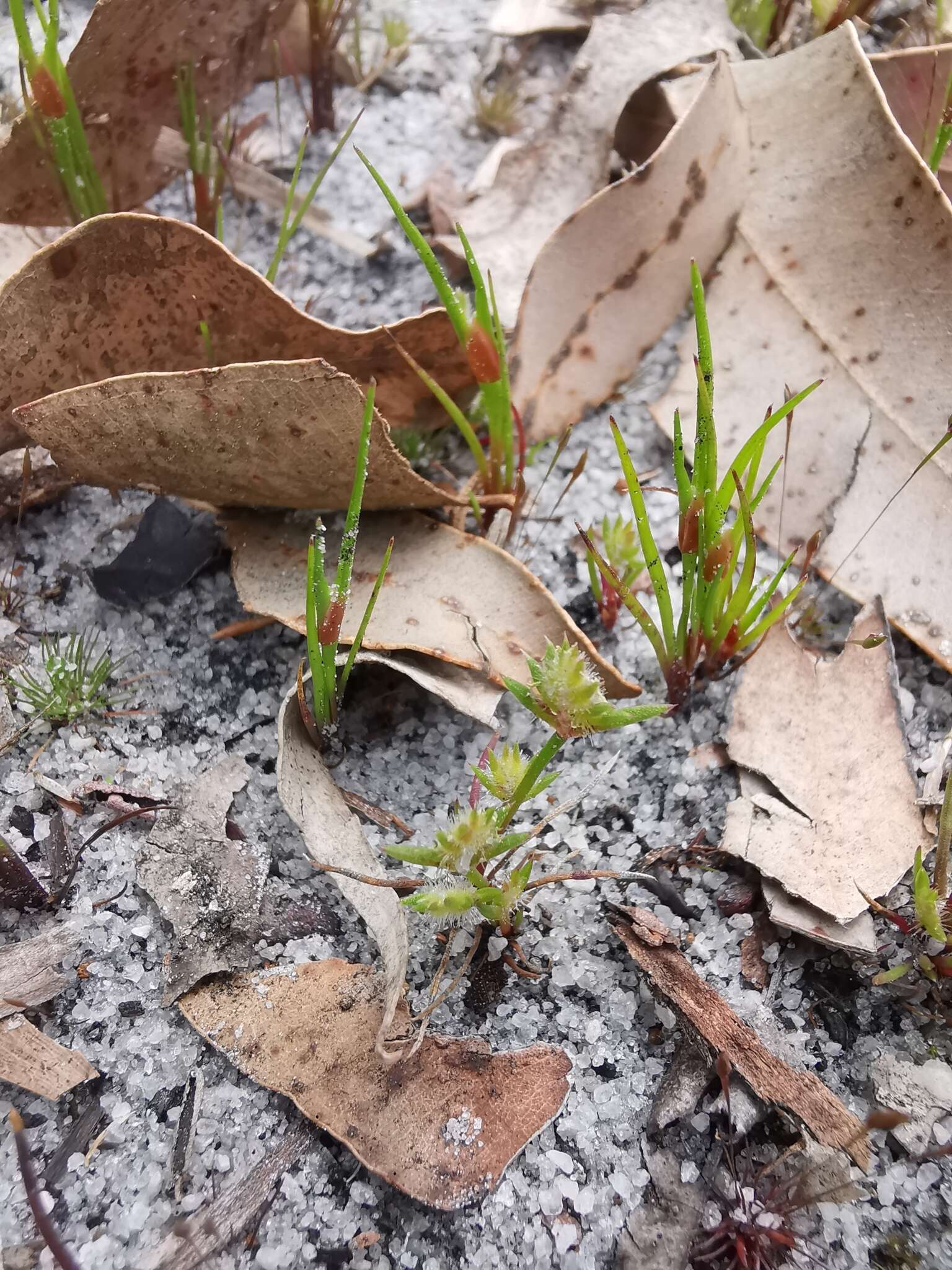 Слика од Aphelia cyperoides R. Br.