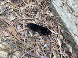 Image of Euploea midamus Linnaeus 1758