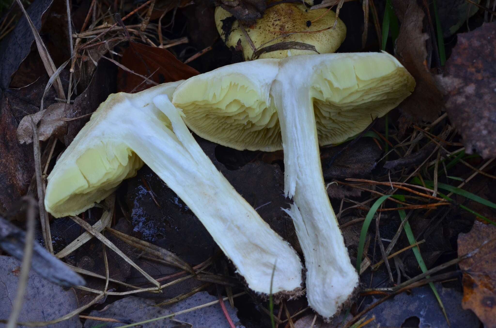 Image of Tricholoma frondosae Kalamees & Shchukin 2001