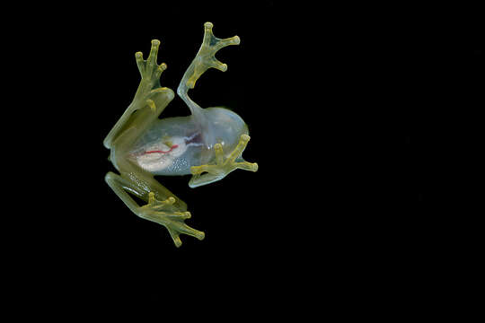 Image of Plantation Glass Frog