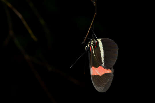 Image of Crimson Patched Longwing