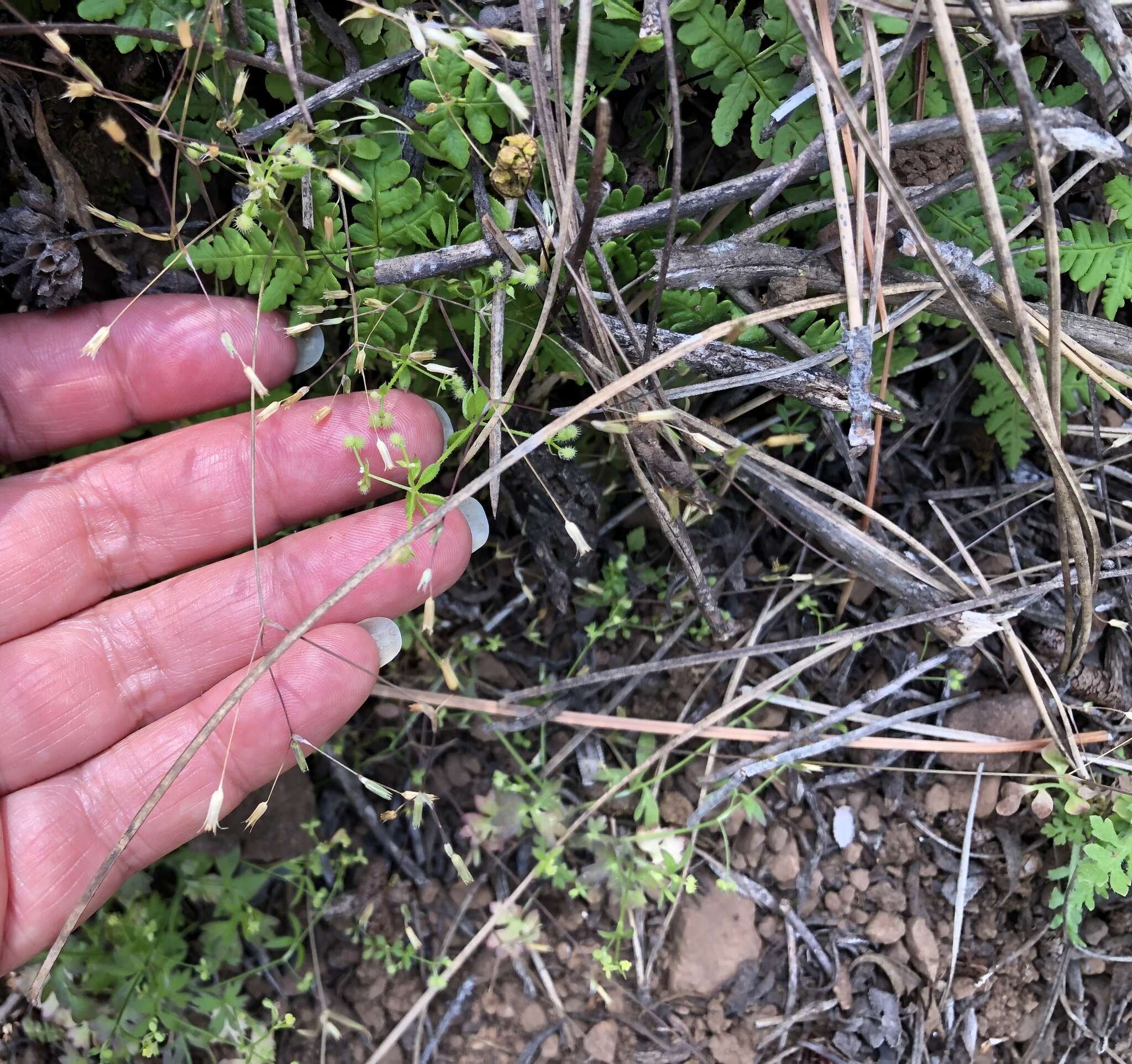 Image of shiny chickweed