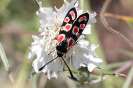 Image of Zygaena carniolica suavis Burgeff 1926