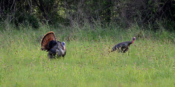 Imagem de Meleagris gallopavo Linnaeus 1758