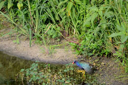 Image of American Purple Gallinule